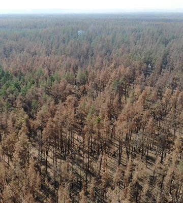 Пожежу у парку &quot;Святі Гори&quot; остаточно ліквідували: скільки гектарів лісу вигоріли