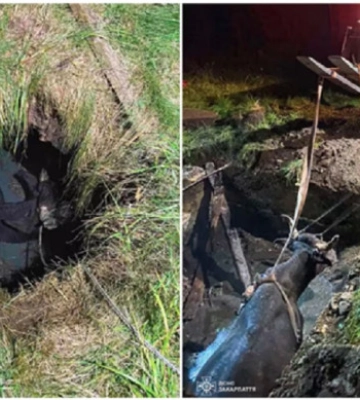 У Пилипці на Хустщині дві з половиною години рятували корову, що впала в яму з багнюкою (ФОТО)
