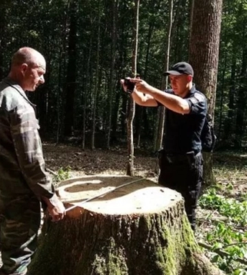 Сказали, скільки цього року вкрали лісу на Рівненщині