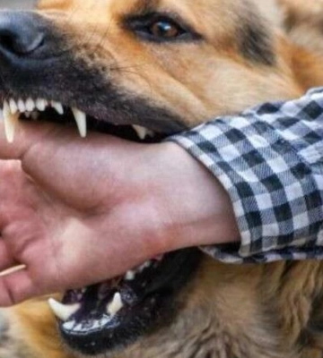 Де у Дніпрі безоплатно вакцинувати від сказу домашніх улюбленців