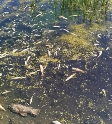 Забруднення Сейму і Десни: у Києві показники якості води в нормі