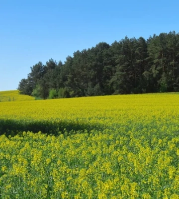 Аграрії трьох областей України завершили сівбу озимого ріпаку