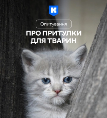 Как улучшить жизнь бездомных животных – опрос
