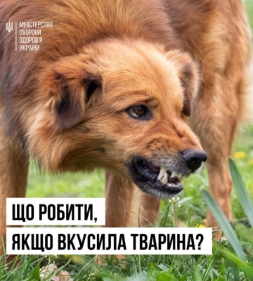 У Рівному від початку вересня зафіксовано чотири випадки звернень громадян з підозрою на сказ