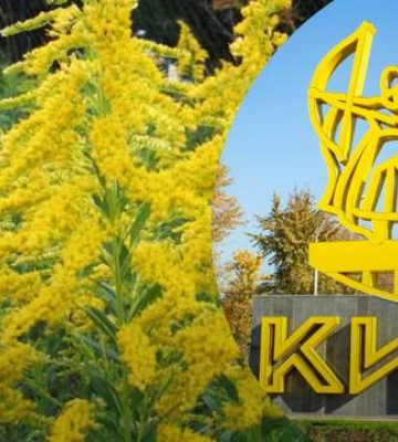 В Киеве вводят карантин - амброзия угрожает жизни киевлян - Здоровье 24