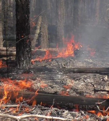 Полісся у вогні: на півночі Рівненщини продовжує вирувати масштабна пожежа (ВІДЕО)
