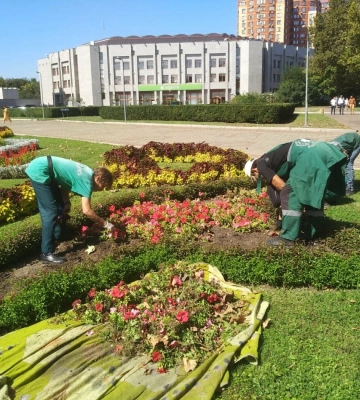 В Одесі планують висадити п'ять тисяч кущів хризантем, - ФОТО