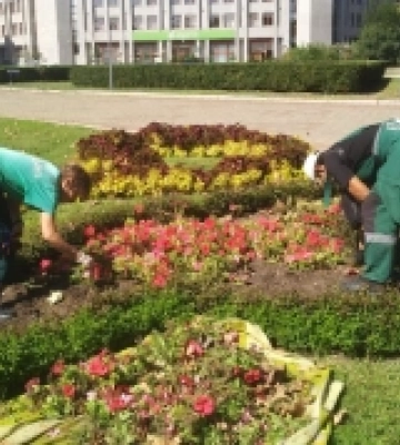П'ять тисяч кущів хризантем прикрасять Одесу цієї осені