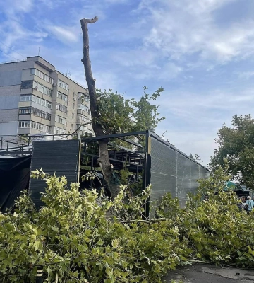 «У них все домовлено, все заплачено»: у Миколаєві продовжують знищувати платани задля будівництва МАФу