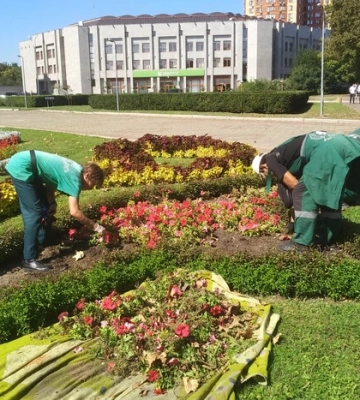П'ять тисяч кущів хризантем прикрасять Одесу цієї осені
