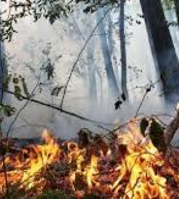 На Закарпатті надзвичайна пожежна небезпека