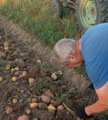 Скільки коштує викопати картоплю у Луцькому районі