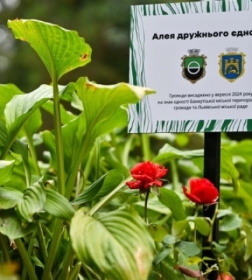 Мешканці Бахмута висадили троянди єдності у Львові: фоторепортаж