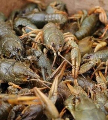 За два десятка раків миколаївець постане перед судом