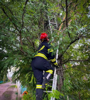 На Одещині працівники ДСНС врятували кота