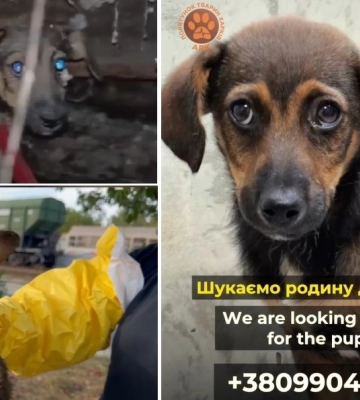 Цуценя провалилося в туалет на вокзалі на Харківщині: як рятували (відео)