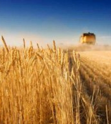 В Україні вже зібрано понад 39 млн тонн врожаю