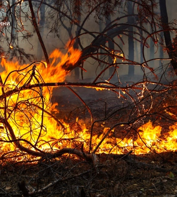 У Безлюдівській громаді другу добу горить ліс (фото та відео з місця)