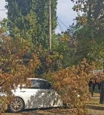 У Луцьку авто привалило деревом 