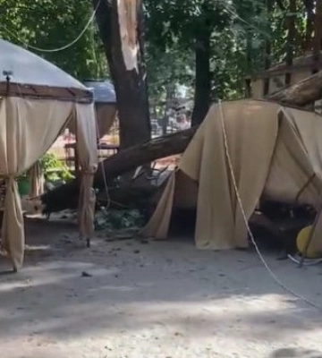 Навпроти Полтавської ОВА дерево впало на мікроавтобус