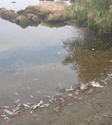 У Ладижинському водосховищі знову загинула риба