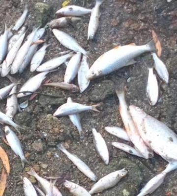 У Ладижинському водосховищі знову загинула риба