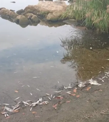 У Ладижинському водосховищі знову загинула риба