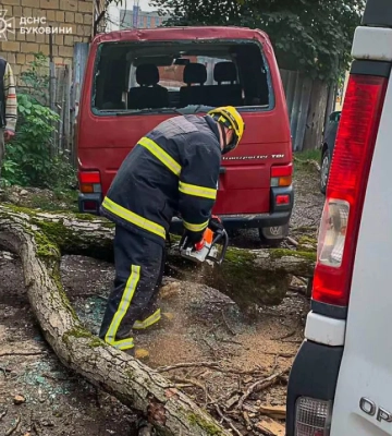 У Чернівцях впало дерево і понівечило 3 автівки