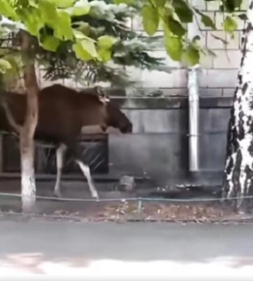 На відео зняли лося, який прогулювався у Києві