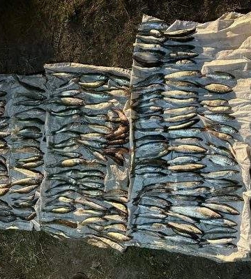 Бракон'єр наловив риби майже на пів мільйона гривень