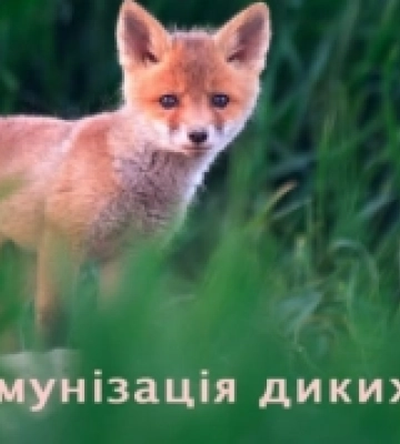 В Ізмаїлі анонсували кампанію з імунізації диких м’ясоїдних тварин проти сказу