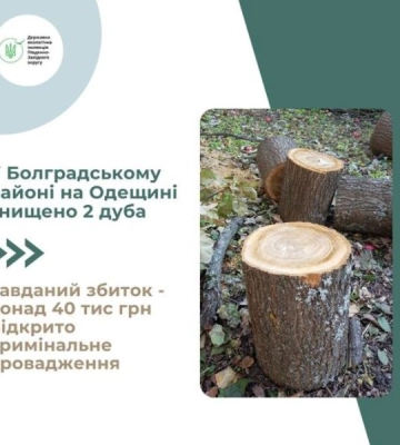 На Одещині чорні лісоруби зрубали в полезахисній лісосмузі дуби
