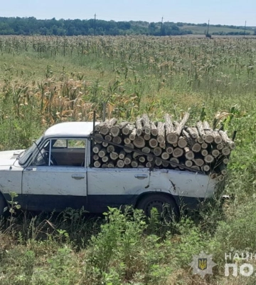 Житель Білгород-Дністровського району постане перед судом за 30 незаконно спиляних акацій