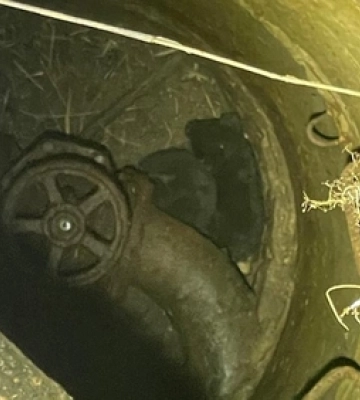 Гасили пожежу, відкривали двері, визволяли цуценят: неспокійна доба волинських рятувальників (Фото)