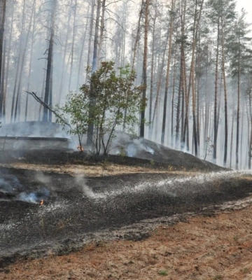 50 гектарів лісу згоріло на Сумщині за добу
