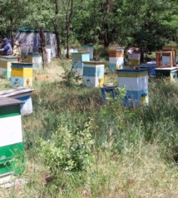 За кількістю пасік в Україні лідирує Кіровоградська область