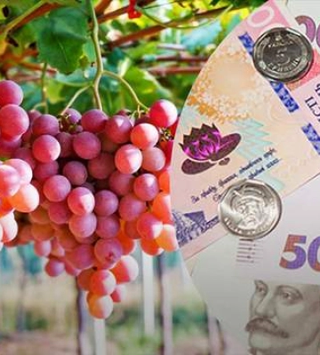 Виноград в Украине существенно подорожал за год: причины и актуальные цены на сентябрь 2024 года