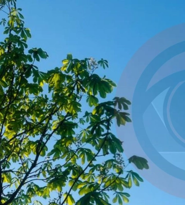 На Калущині посеред осені зацвіли каштани: фотофакт