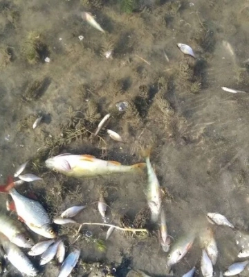 У річці Сейм зафіксовано повторне забруднення води
