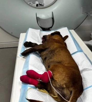 В Одесі невідомі покалічили собаку