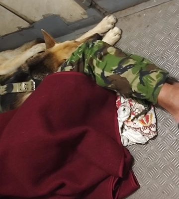 Разом були під Бахмутом: у потязі Одеса – Ковель військовий спав у тамбурі зі своїм собакою
