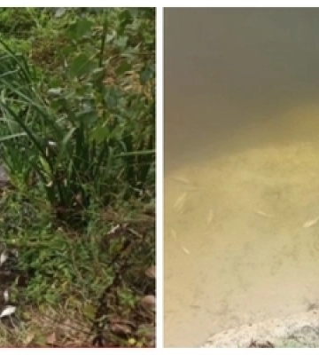 Риба – дохне, а проби води – у нормі: що коїться у річці під Луцьком