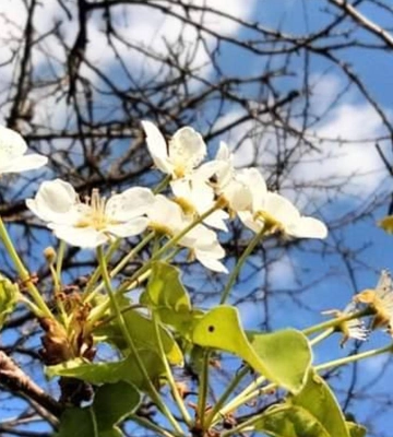 На Одещині масово зацвіли груші: вчений пояснив, чому це погано
