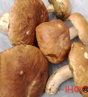 Скільки коштують гриби на Богородчанському ринку: огляд цін