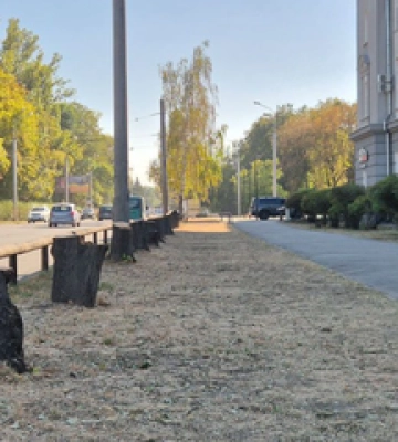 Липи спиляли біля заводу «Лтава»: хто відповідальний