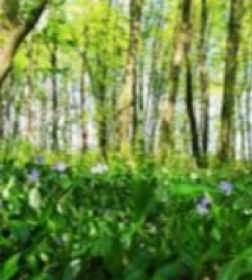 Унікальні ліси Кіровоградщини можуть стати частиною нацпарку. ВІДЕО.