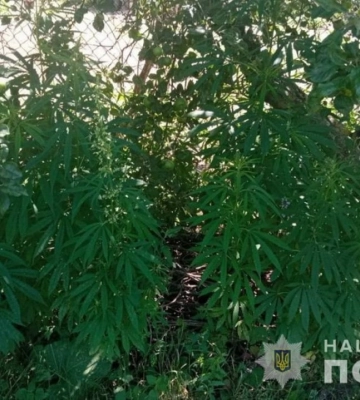 На Волині ледь не посадили пенсіонера, який вирощував дві сотні рослин конопель біля дому