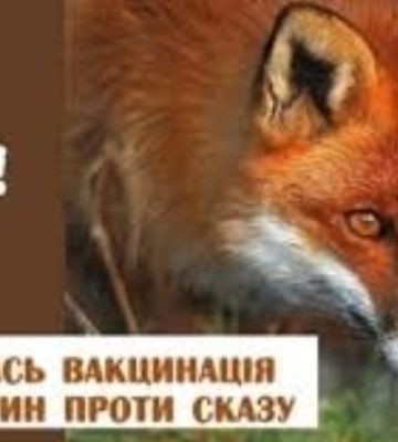 На Сумщині розпочалась вакцинація диких тварин проти сказу
