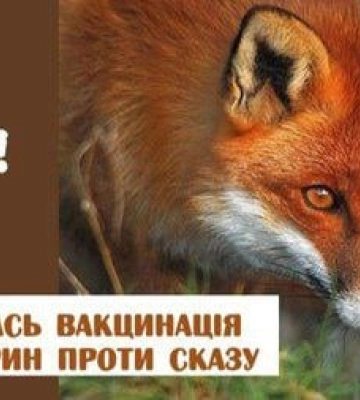 На Сумщині  рекомендують провести пероральну вакцинацію диких м’ясоїдних тварин проти сказу