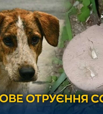 Масове отруєння безпритульних собак у Дніпрі: хто винен